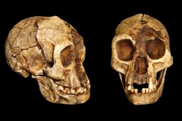‘La indómita especie humana’: huesos, relatos y primates evolucionados
