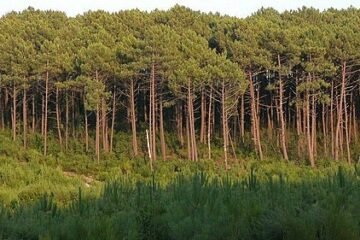 El mayor bosque artificial de Europa nació para combatir la malaria: Francia plantó un millón de hectáreas de pinos en el siglo XIX para drenar las marismas al suroeste del país